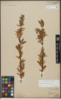 Foto von Salix triandra L. x Salix viminalis L.